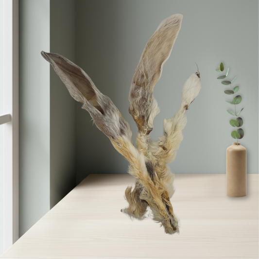 Kaninchenohren mit Fell – natürlicher Kauspaß & gesunde Darmreinigung