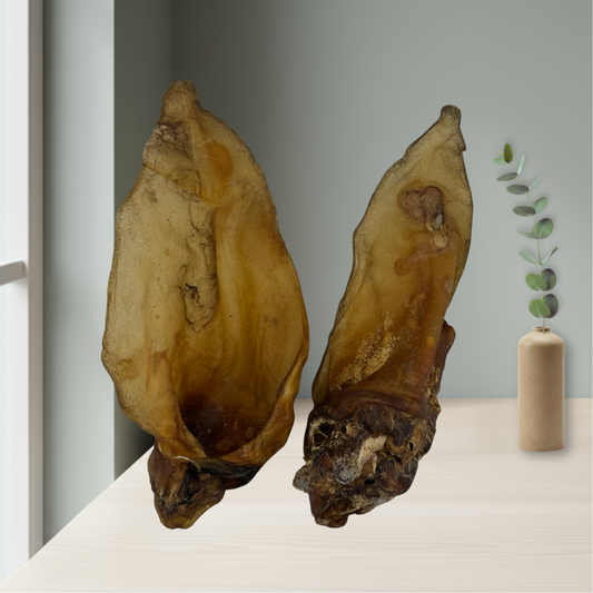 Rinderohr mit Muschelansatz – natürlicher Kauspaß für Hunde